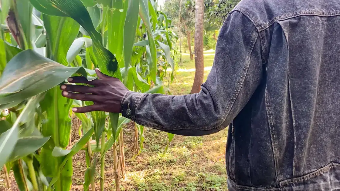 Foundations for Farming – Alternativer Feldbau in Sambia
