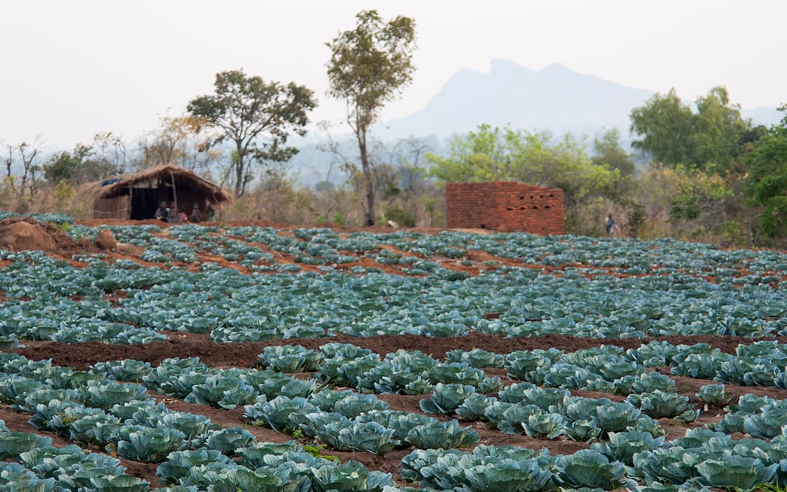 Reihen von Kohlpflanzen, die auf einem Feld des Chisomo-Ausbildungszentrums wachsen, mit Bäumen und Bergen in Malawi im Hintergrund.