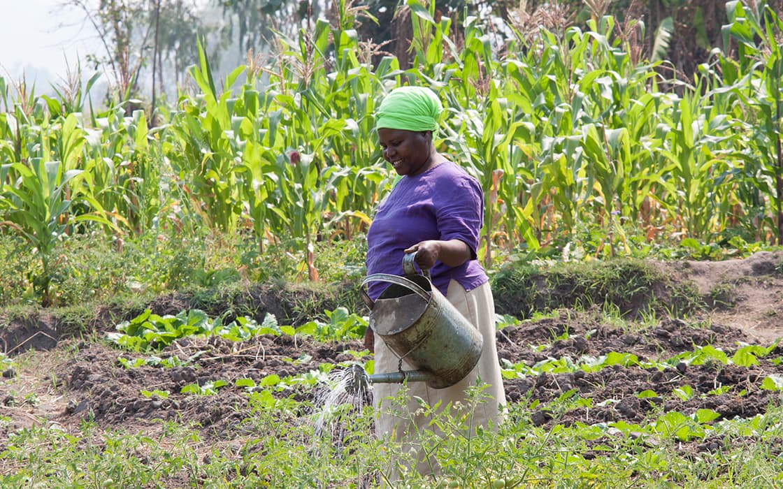 Eine Frau mit grünem Kopftuch gießt Pflanzen im Gemüsegarten des Chisomo-Ausbildungszentrums in Malawi.