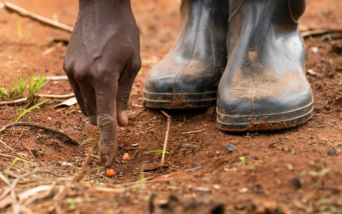 Eine Hand pflanzt Samen in die Erde neben den Stiefeln auf einem Feld der Mushili-Farm, die von Hilfe zum Leben in Sambia unterstützt wird.