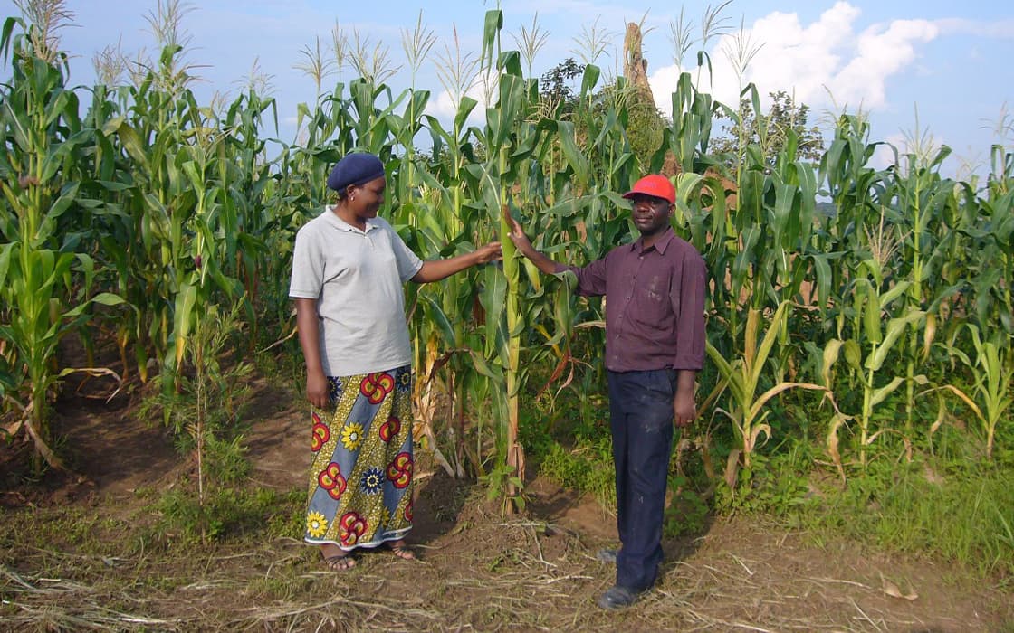 Zwei Menschen in Sambia stehen zwischen hohen Maispflanzen, lächeln und berühren die Blätter unter einem blauen Himmel.