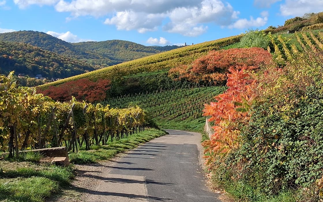 Schmale asphaltierte Straße, die sich durch die bunten Weinberge Ostfrankreichs schlängelt, mit grünen Hügeln und blauem Himmel dahinter.