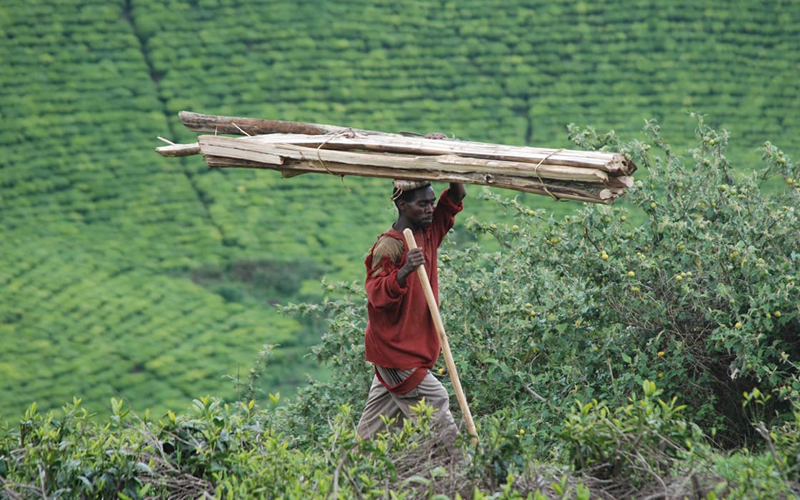 Personen, die Holzbretter auf dem Kopf tragen und durch grüne, üppige Vegetation und Felder gehen.