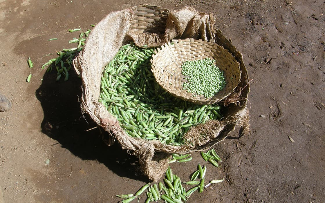 Ein großer Sack mit grünen Erbsenschoten, darauf ein geflochtener Korb mit geschälten Erbsen, auf einem schmutzigen Boden.