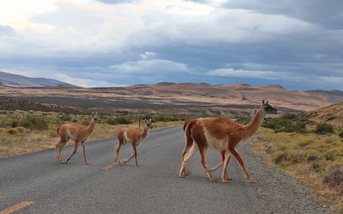 Vier Guanakos laufen über eine Landstraße mit Hügeln und bewölktem Himmel im Hintergrund.