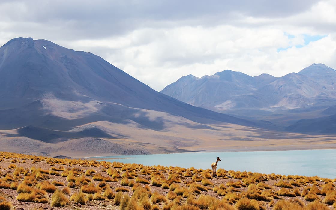 Ein einsames Lama steht auf einer Grasebene in der Nähe eines Sees, mit Bergen im Hintergrund unter einem bewölkten Himmel.