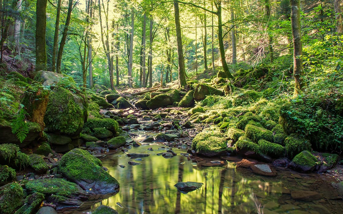 Das Sonnenlicht dringt durch den dichten grünen Wald und beleuchtet einen moosbewachsenen Bach mit Felsen und üppigem Blattwerk.