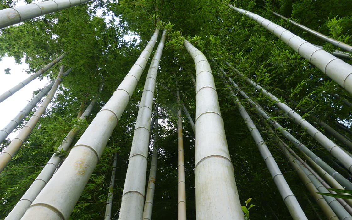 Hohe Bambushalme, die in einem dichten grünen Wald in die Höhe ragen, von unten betrachtet mit sichtbaren Blattspitzen.