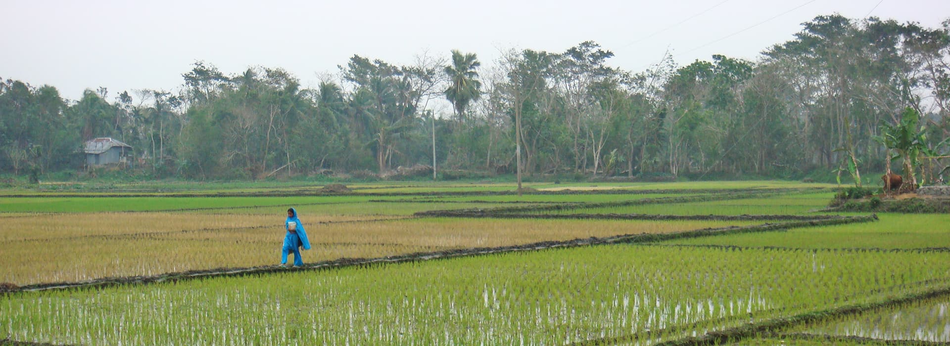Eine Person in Blau geht durch grüne Reisfelder mit Bäumen und einem kleinen Haus im Hintergrund.