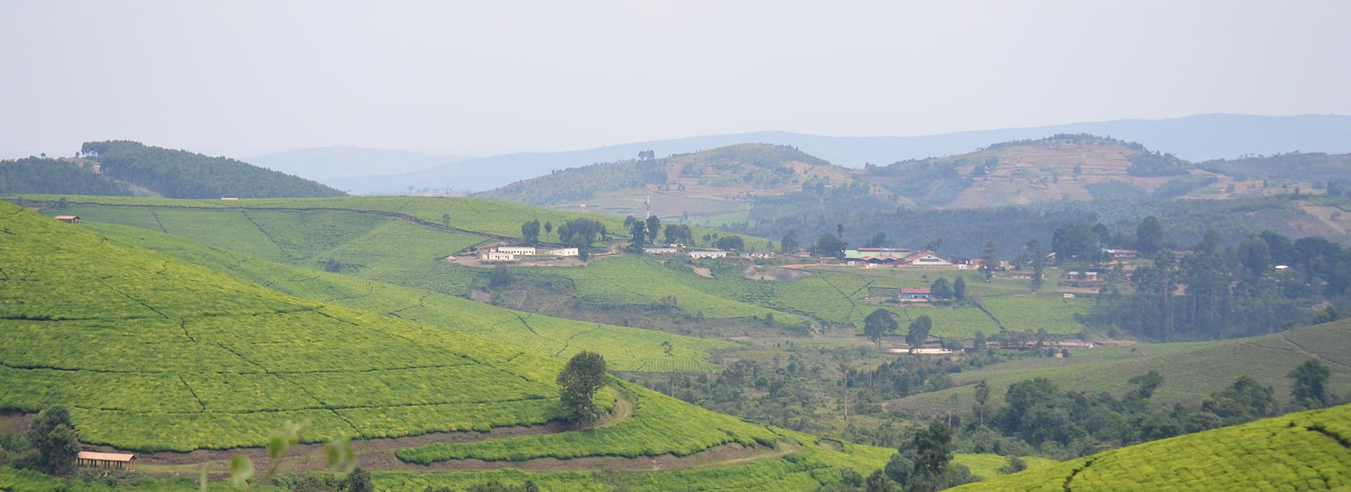 Sanfte grüne Hügel mit Teeplantagen, verstreute Häuser und ferne Berge unter einem dunstigen Himmel.