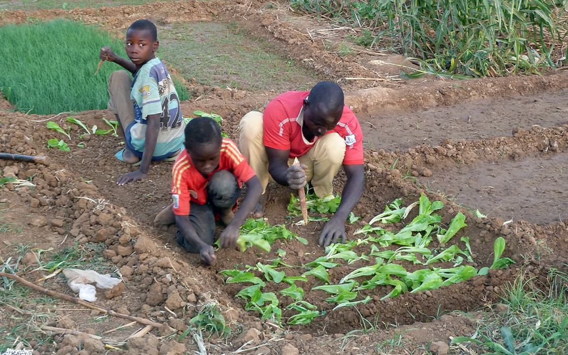 Drei Personen und ein Kind pflanzen grüne Setzlinge in Reihen in einem Garten mit brauner Erde.