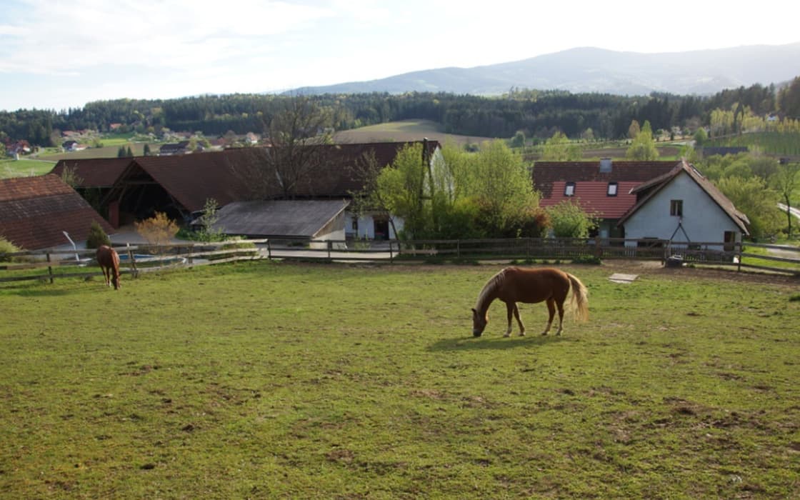 Zwei Pferde grasen auf einer grasbewachsenen Koppel in der Nähe von landwirtschaftlichen Gebäuden, mit Hügeln und Bäumen im Hintergrund.