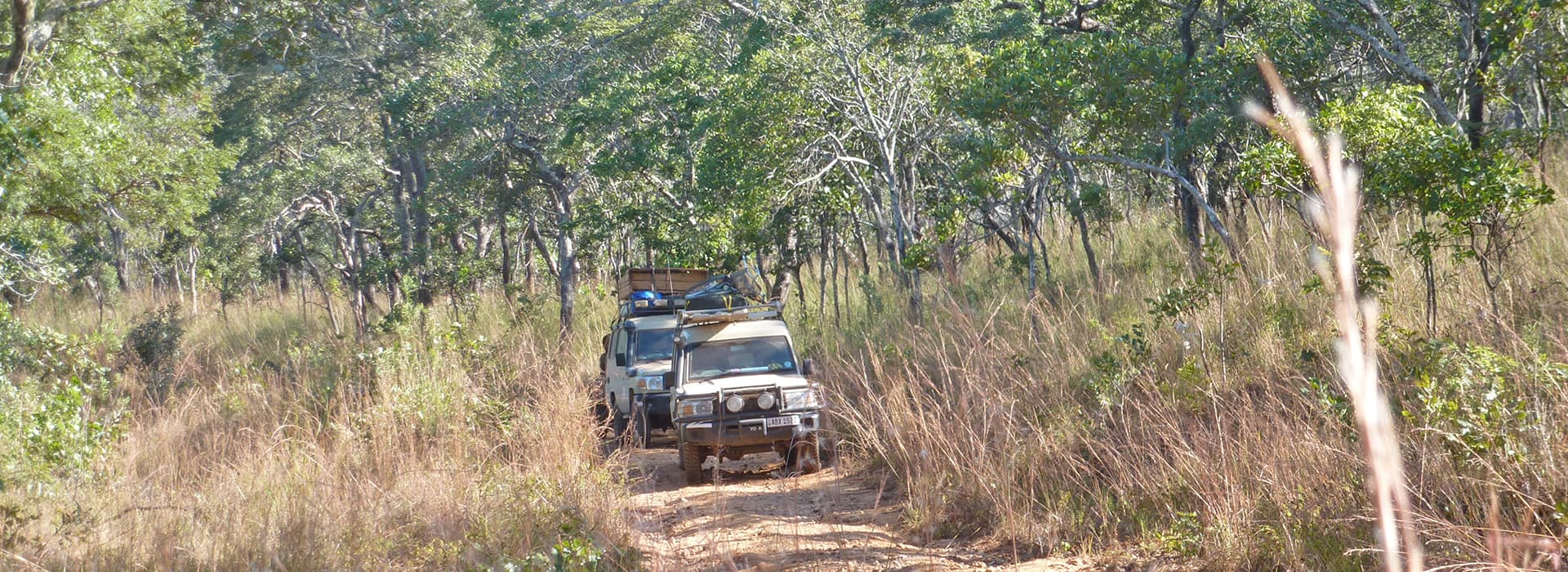 Zwei Safarifahrzeuge fahren auf einer unbefestigten Piste durch hohes Gras und dichte Bäume in einem bewaldeten Gebiet.