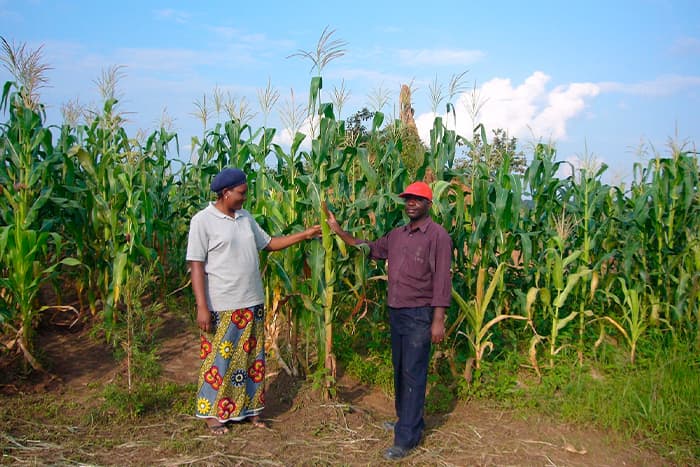 Zwei Menschen stehen in einem Maisfeld, lächeln und berühren die Maisstängel unter einem blauen Himmel mit vereinzelten Wolken.