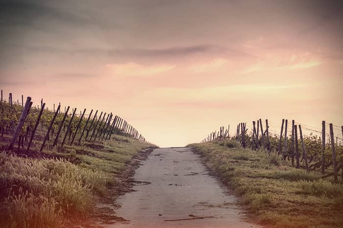 Ein unbefestigter Weg verläuft zwischen Reihen von Weinreben unter einem wolkenverhangenen, pastellfarbenen Himmel bei Sonnenuntergang.