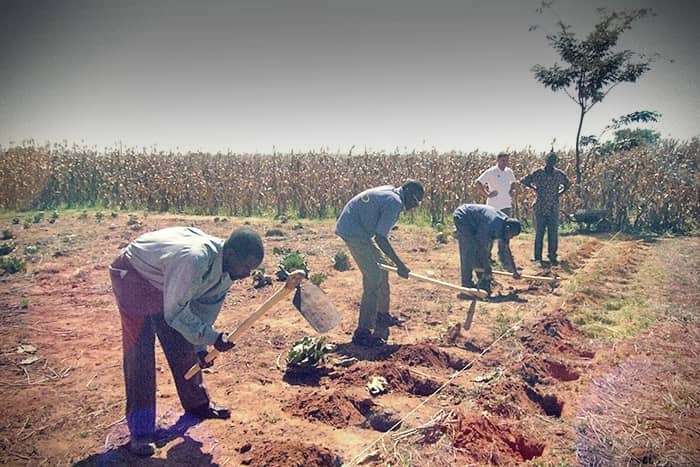 Fünf Personen arbeiten mit Hacken auf einem Feld in der Nähe von Feldfrüchten, während zwei weitere Personen im Hintergrund stehen und beobachten.