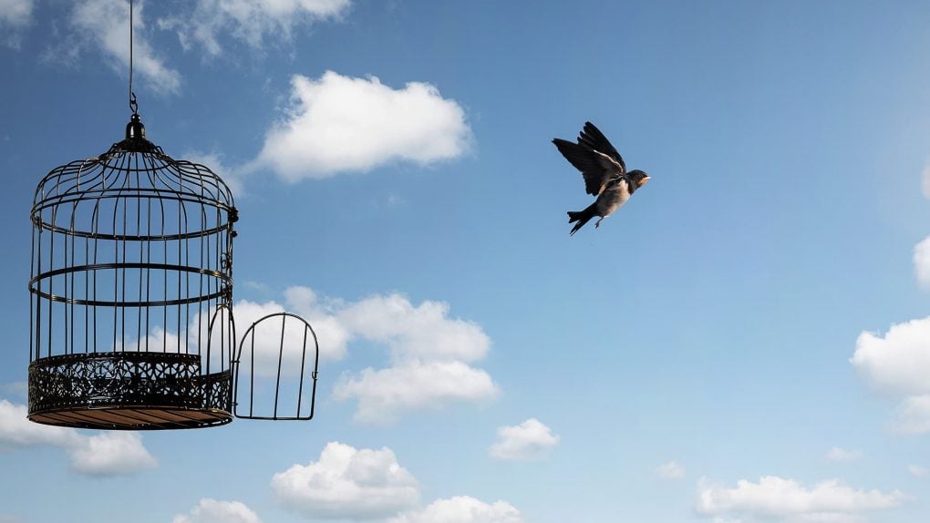 Im Traum wurde der Vogel aus seinem Käfig befreit