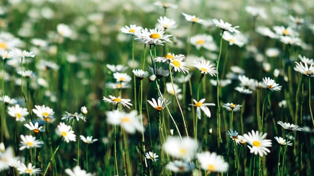 Frühlingswiese_insung-yoon-unsplash