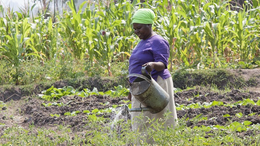 Malawi Farming Landwirtschaft