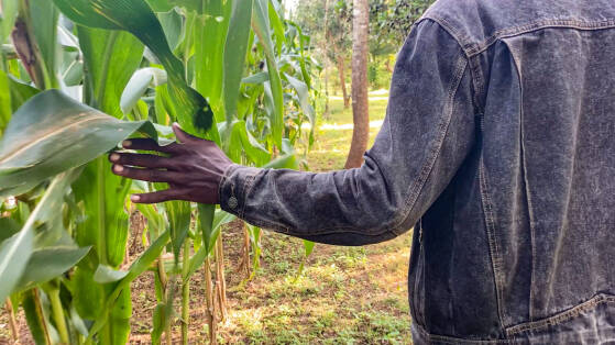 Foundations for Farming – Alternativer Feldbau in Sambia