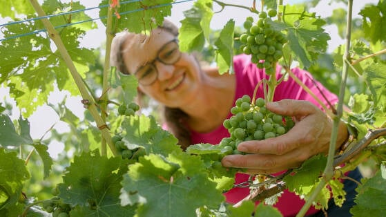 Mit Gott durchs Winzer-Jahr