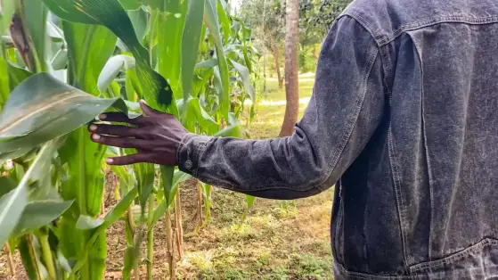 Foundations for Farming – Alternativer Feldbau in Sambia